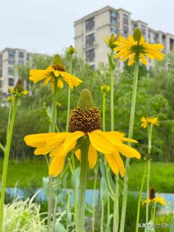 抱茎金光菊