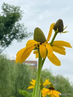 抱茎金光菊