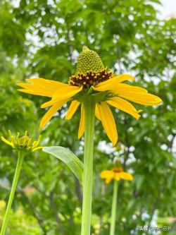 抱茎金光菊