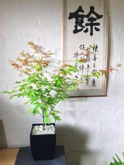 风格完全不同的6类大型盆栽植物，看起来大气清新，适合摆家里