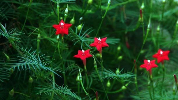 开花鲜艳似五角星，大家爱叫它“新娘花”，夏天一边开花一边攀爬