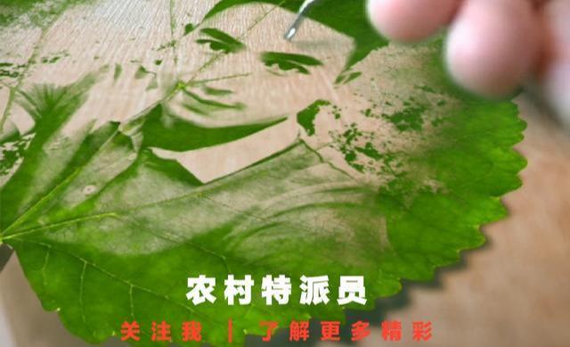 松树叶子变焦黄，要警惕！可能染上“松树癌症”，应马上处理