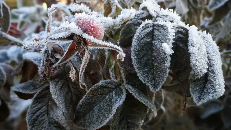 植物受冻后，怎么高效救治？