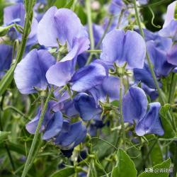 花朵颐大、色彩鲜艳的豆科植物-香豌豆