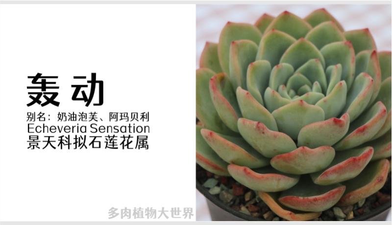 40款多肉植物对照图2021版