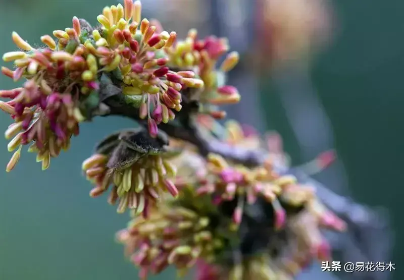 国家一级濒危珍稀植物：银缕梅的鉴赏与保护