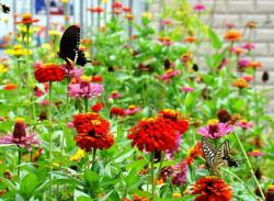 7月开花多、花期长的，适合庭院养的6种草花，个个都很美