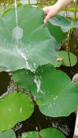 这10种花最爱水，每天必须要浇水，用大水缸养最直接