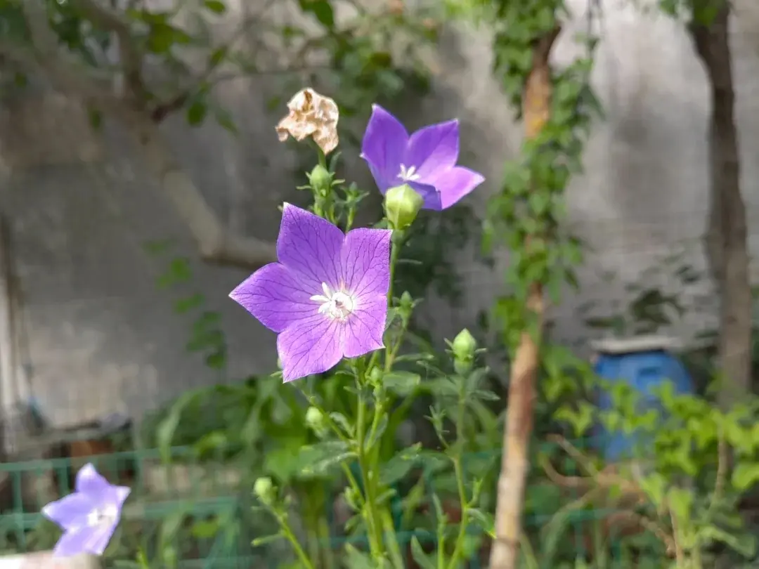 桔梗丨也叫“僧帽花”、“铃铛花”，药食两用的宝藏植物