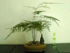 从来不开花的植物有哪些？