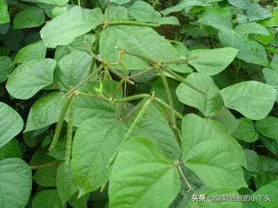 植物科普：草本植物-绿豆