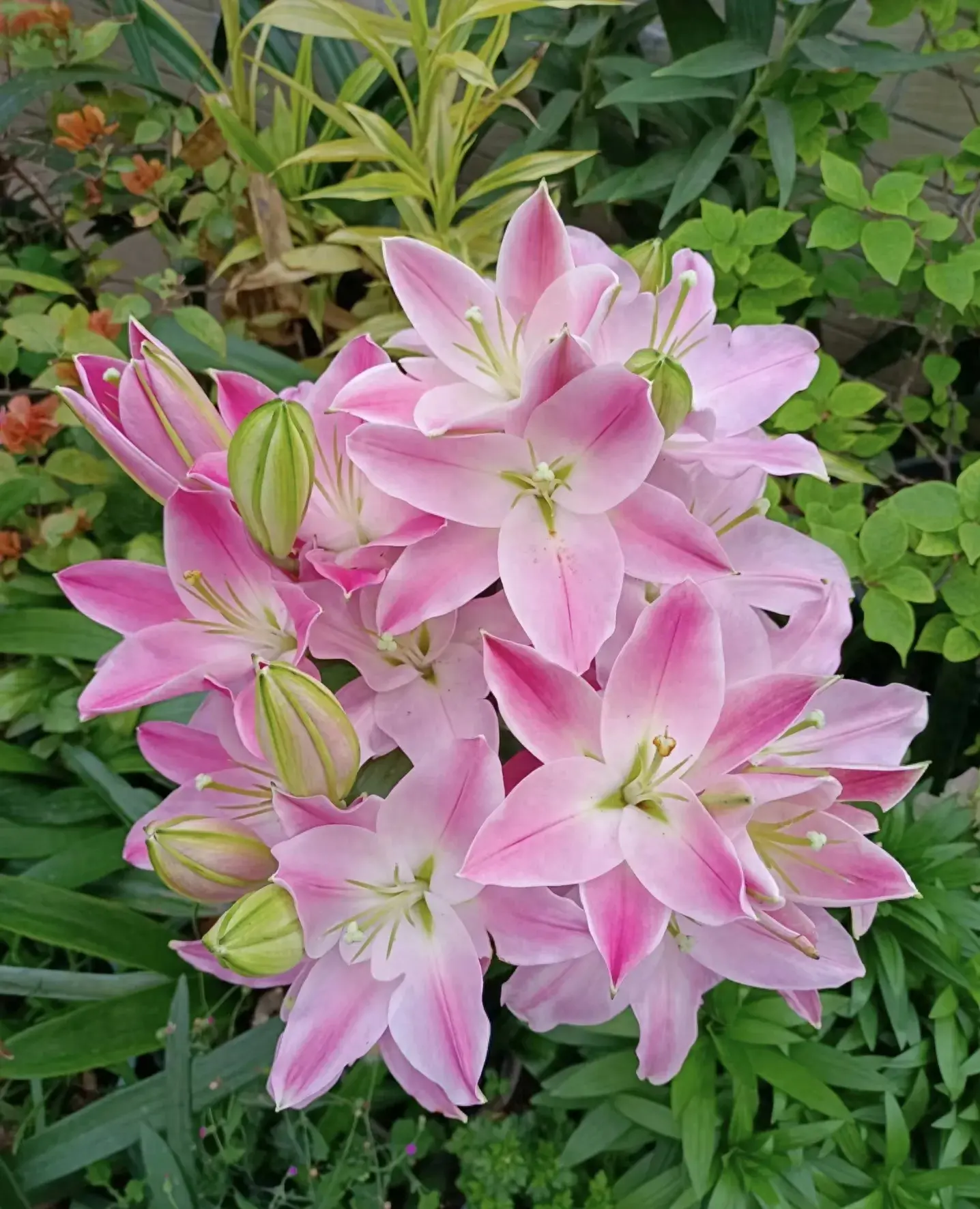 每天学习一种植物-百合花