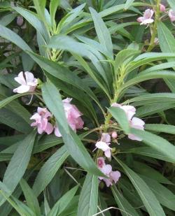 凤仙花作为葵科植物，它们有什么特点，对生态有何影响？