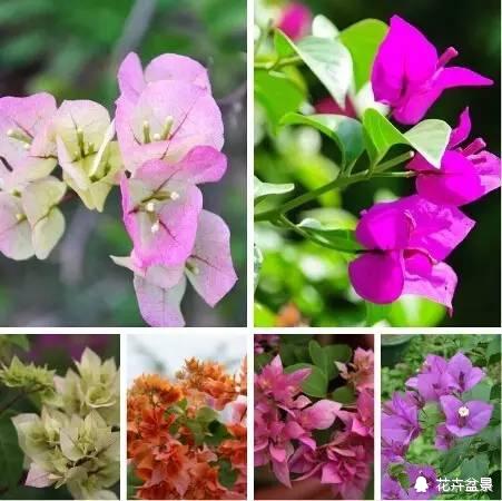 适合6月份扦插的12种木本植物，要不要来试试？