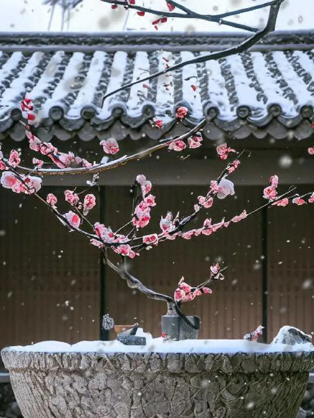 15种超级耐寒的植物，傲雪凌霜，花开不败，北方院子也能种