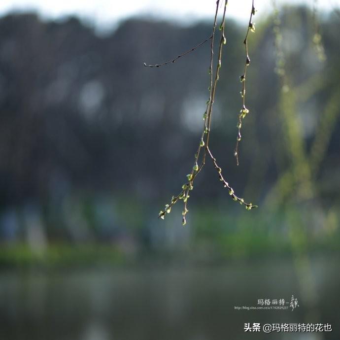 还未告别冬日的寒意，我喜欢的柳树就发芽了 - 植物美图