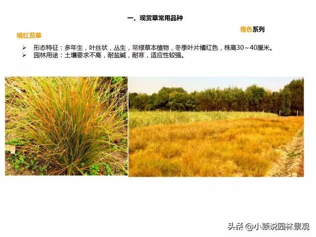 50种·常用彩叶观赏草品种，图文并茂