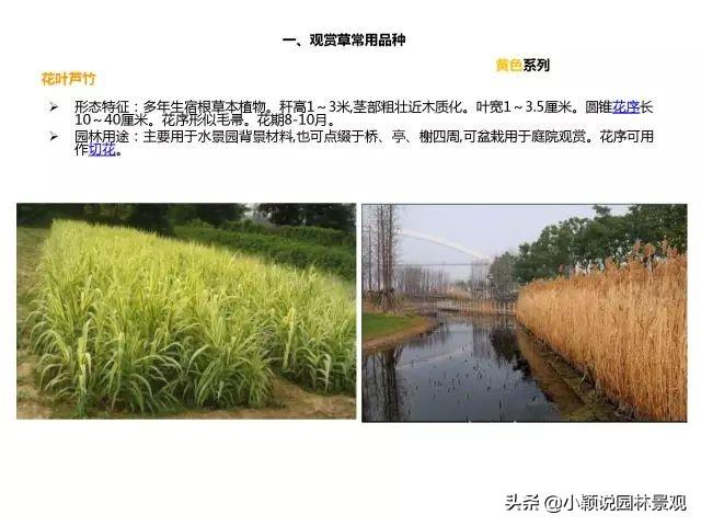 50种·常用彩叶观赏草品种，图文并茂