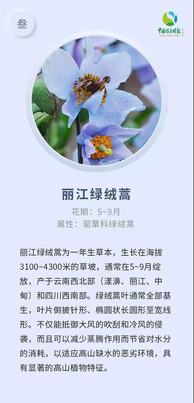 林草科普-这些高山花卉，是普达措国家公园闪亮的星辰