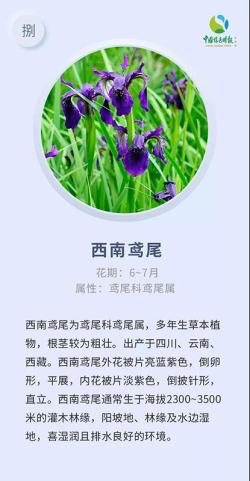 林草科普-这些高山花卉，是普达措国家公园闪亮的星辰