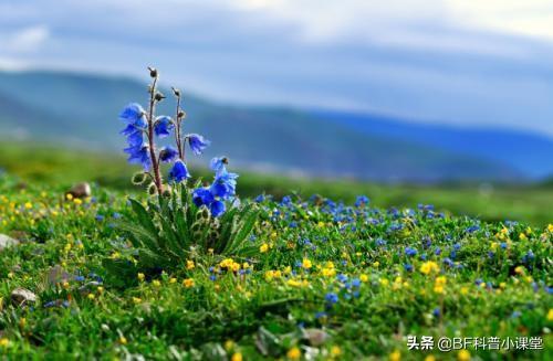 离天堂最近的精灵-10种高山花卉，一旦见过，永生难忘