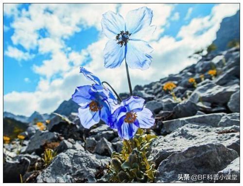 离天堂最近的精灵-10种高山花卉，一旦见过，永生难忘