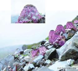 离天堂最近的精灵-10种高山花卉，一旦见过，永生难忘