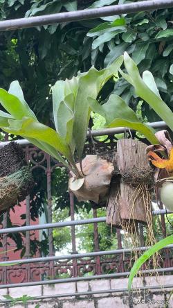 鹿角蕨国家二级保护植物，热带雨林的奇异挂饰，室内绿化的新宠