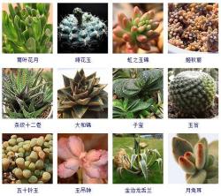 不知道多肉植物养啥？这里有100种，够你养十年！