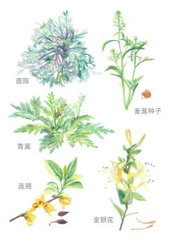 金银花、地黄、连翘…这些熟悉的草药你见过几个？