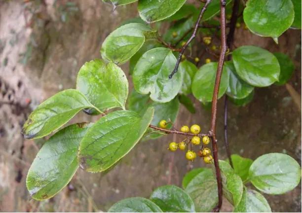 长得像蛇一样的植物，农村老人称为“祛湿藤”，没想到作用这么多