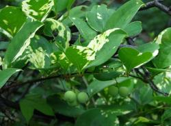 金刚藤是怎样一种植物？它和土茯苓有什么区别？了解一下不吃亏