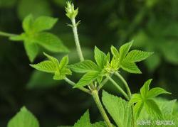 葎草别名拉拉藤 浑身有刺扎人手 世人把它当恶草 入药治病是个宝 嫩茎和叶做饲料