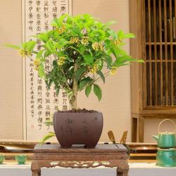 3种木本植物，叶子会掉光，夏天要休息，秋天长回来