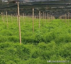 天冬种植技术、天冬种植一亩成本和利润