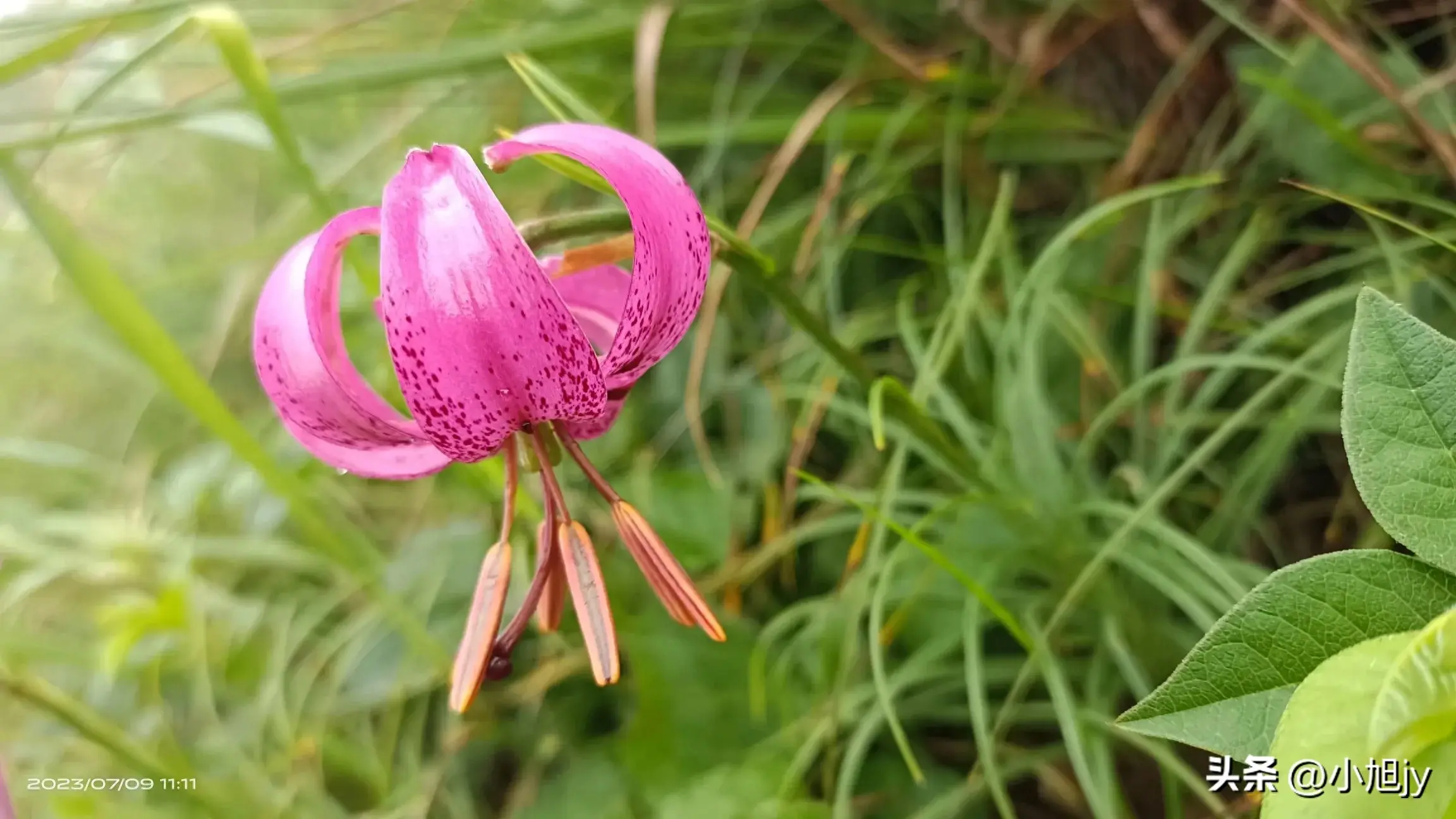 辽宁野生花草集 ㈤｜我见到的100种野生开花植物，你见过几种？