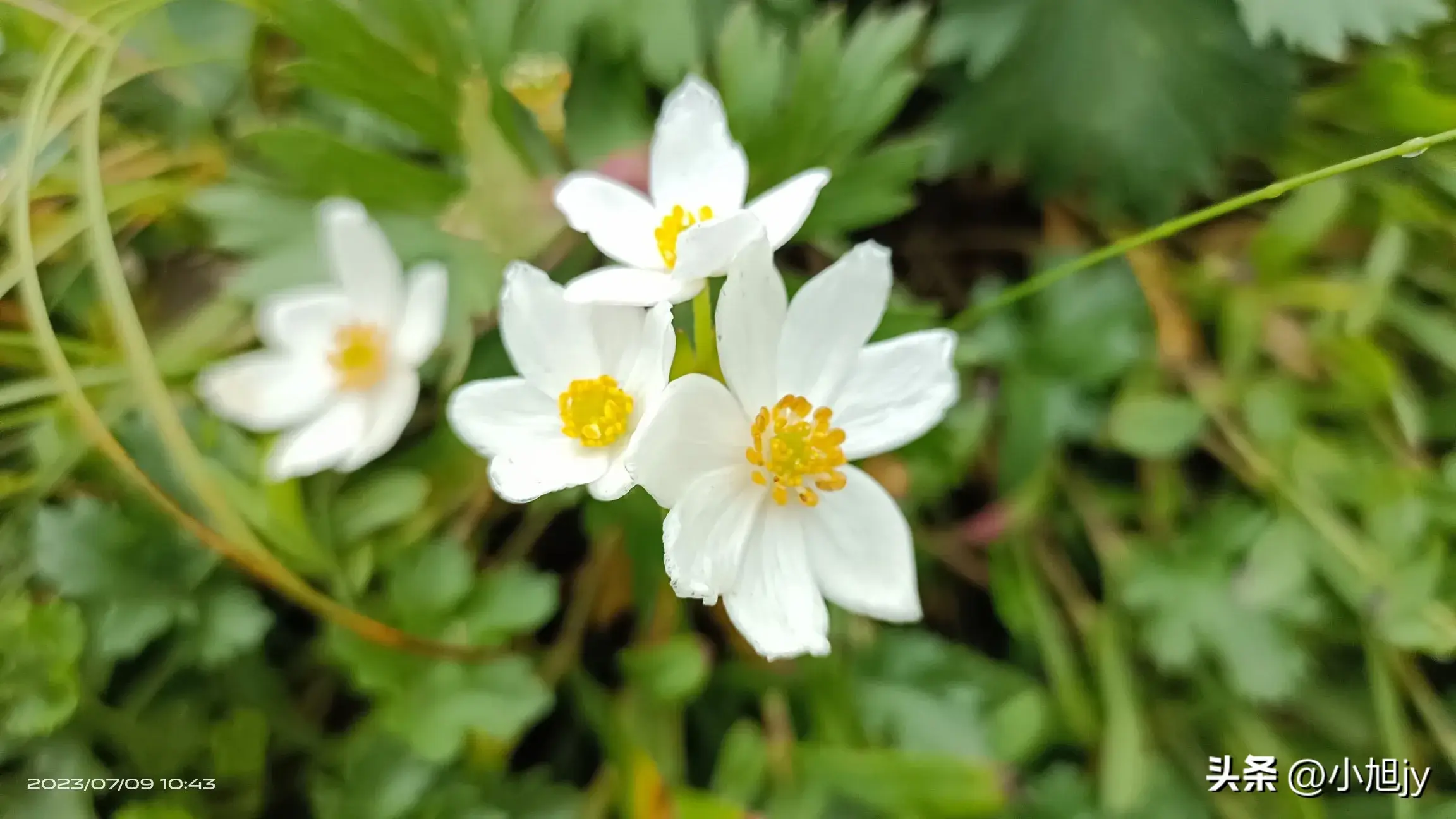 辽宁野生花草集 ㈤｜我见到的100种野生开花植物，你见过几种？