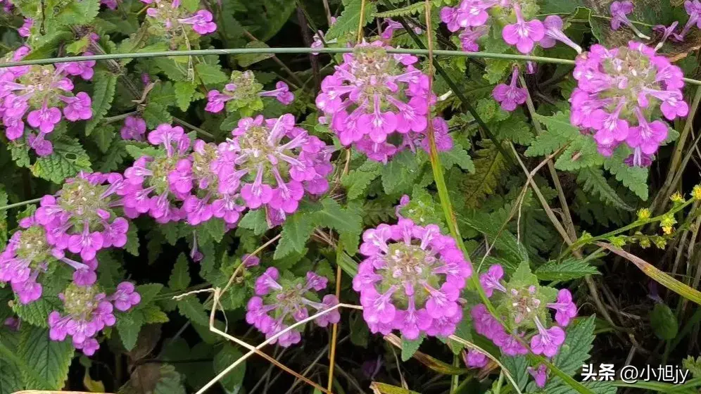 辽宁野生花草集 ㈤｜我见到的100种野生开花植物，你见过几种？