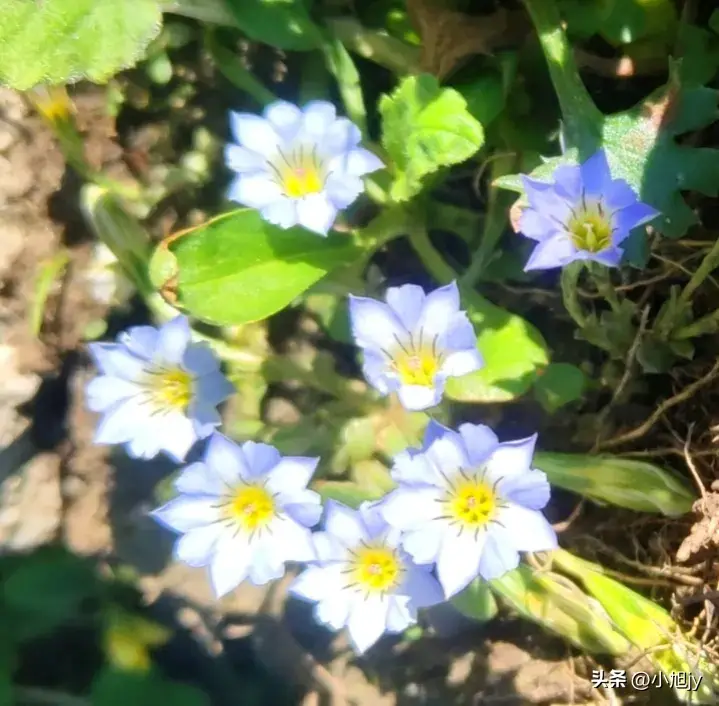 辽宁野生花草集 ㈤｜我见到的100种野生开花植物，你见过几种？