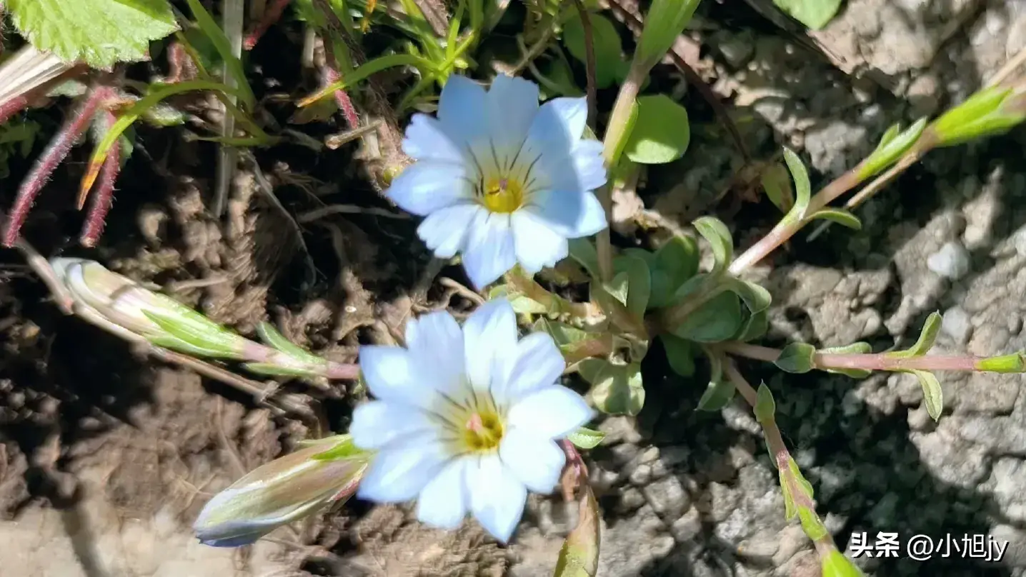 辽宁野生花草集 ㈤｜我见到的100种野生开花植物，你见过几种？