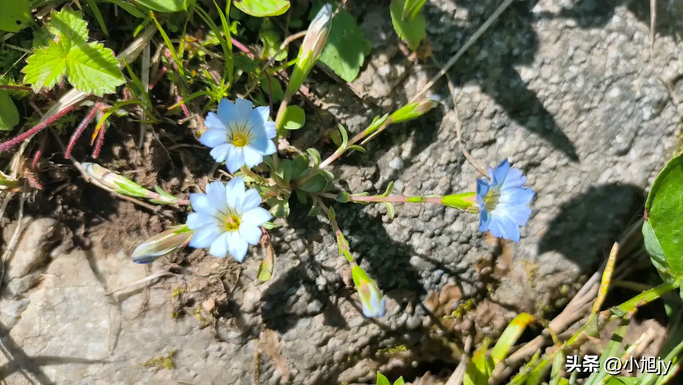 辽宁野生花草集 ㈤｜我见到的100种野生开花植物，你见过几种？