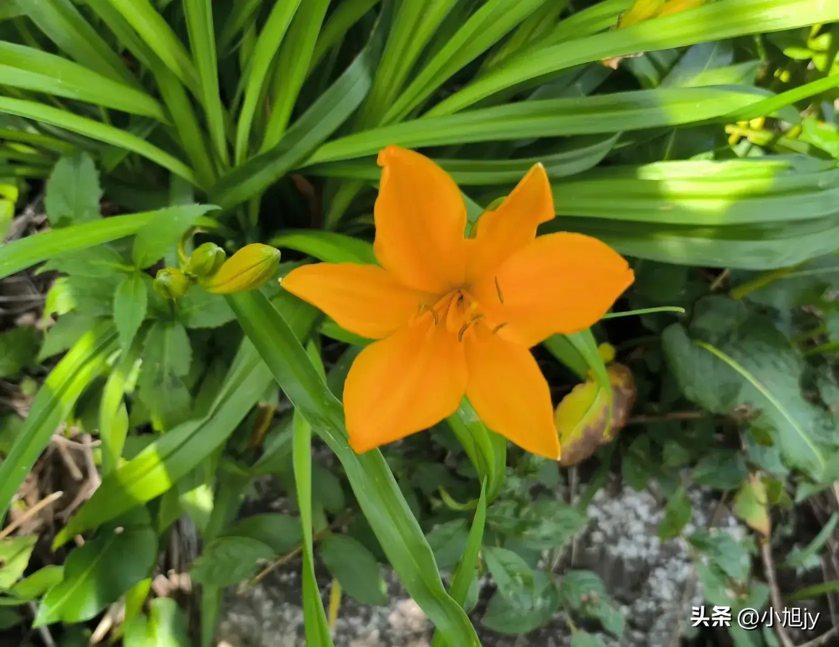 辽宁野生花草集 ㈤｜我见到的100种野生开花植物，你见过几种？