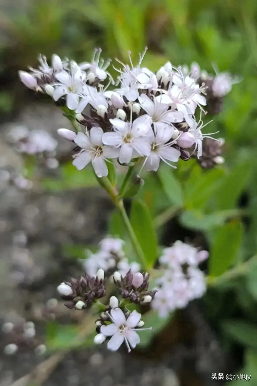 辽宁野生花草集 ㈧｜我见到的150种野生开花植物，你见过几种？