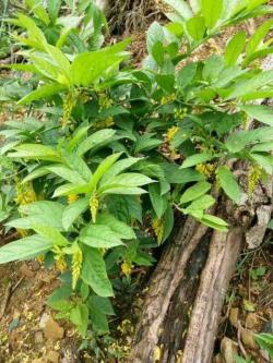 南方山区有种“月子草”，花朵倒着开，客家人遇到就采，煲汤好喝