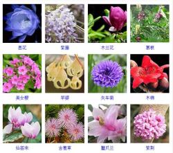 「景观」400种 · 常见观花植物