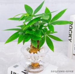 30余种适合水培的植物（第二篇章）