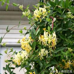 今年种上这9种爬藤植物，整个院子四季都能开满花