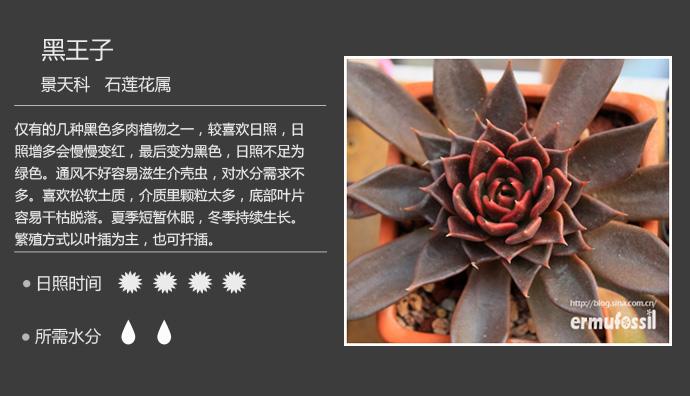 多肉植物图鉴（景天科 石莲花属）19枚