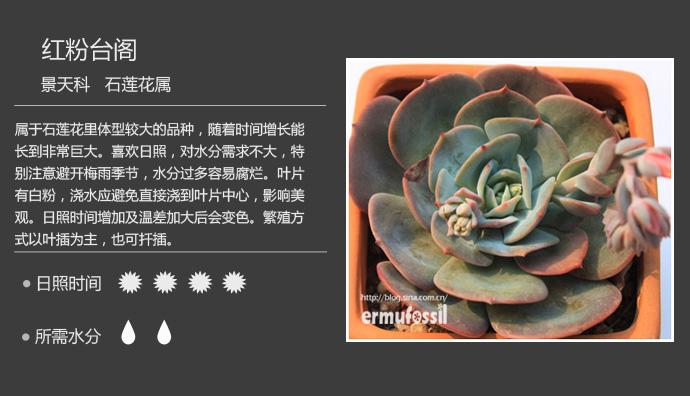 多肉植物图鉴（景天科 石莲花属）19枚