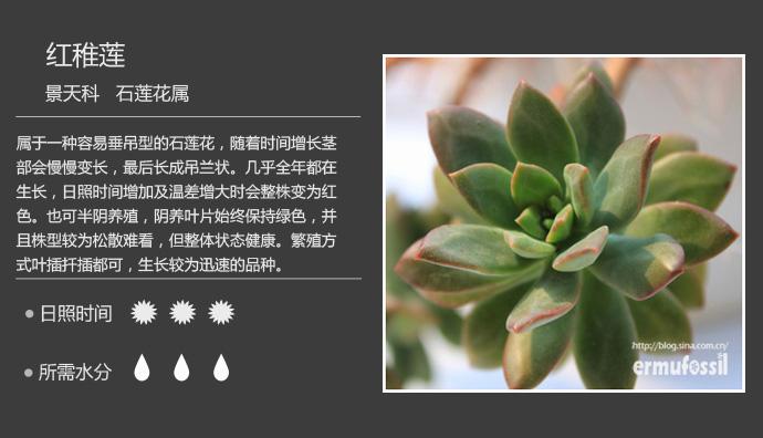 多肉植物图鉴（景天科 石莲花属）19枚